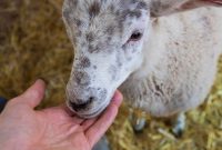 Open Farm Sunday 2017 at JC Farm, Little Kingshill: Family Day Out