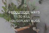 6 Effective Ways to Eliminate Pests from Houseplants