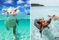 Swimming with Pigs in the Bahamas: My Trip Begins