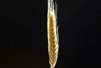 Gluten-Free Movement: Facts, Myths, and What Science Says