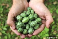Grow Cucamelons (Mouse Melons): Planting, Care & Harvest Guide