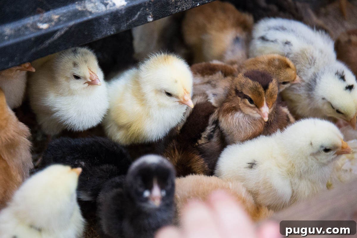 Open Farm Sunday 2017 at JC Farm, Little Kingshill: Family Day Out 2 Open Farm Sunday chicks