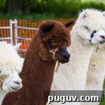 Open Farm Sunday alpacas