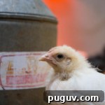 Open Farm Sunday two week old chicks