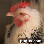 Open Farm Sunday rare breed hens