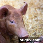 Open Farm Sunday pigs