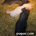 Open Farm Sunday more rare breed pigs