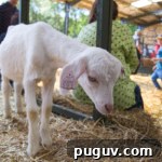 Open Farm Sunday my best friend goat
