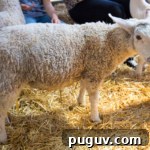 Open Farm Sunday sheep