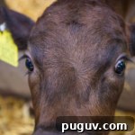 Open Farm Sunday nosey cow