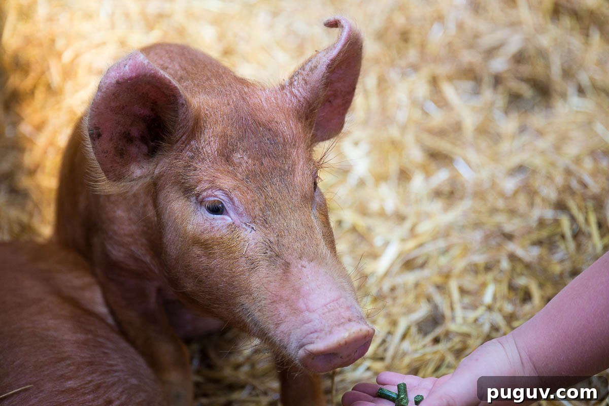 Open Farm Sunday 2017 at JC Farm, Little Kingshill: Family Day Out 4 Open Farm Sunday pigs