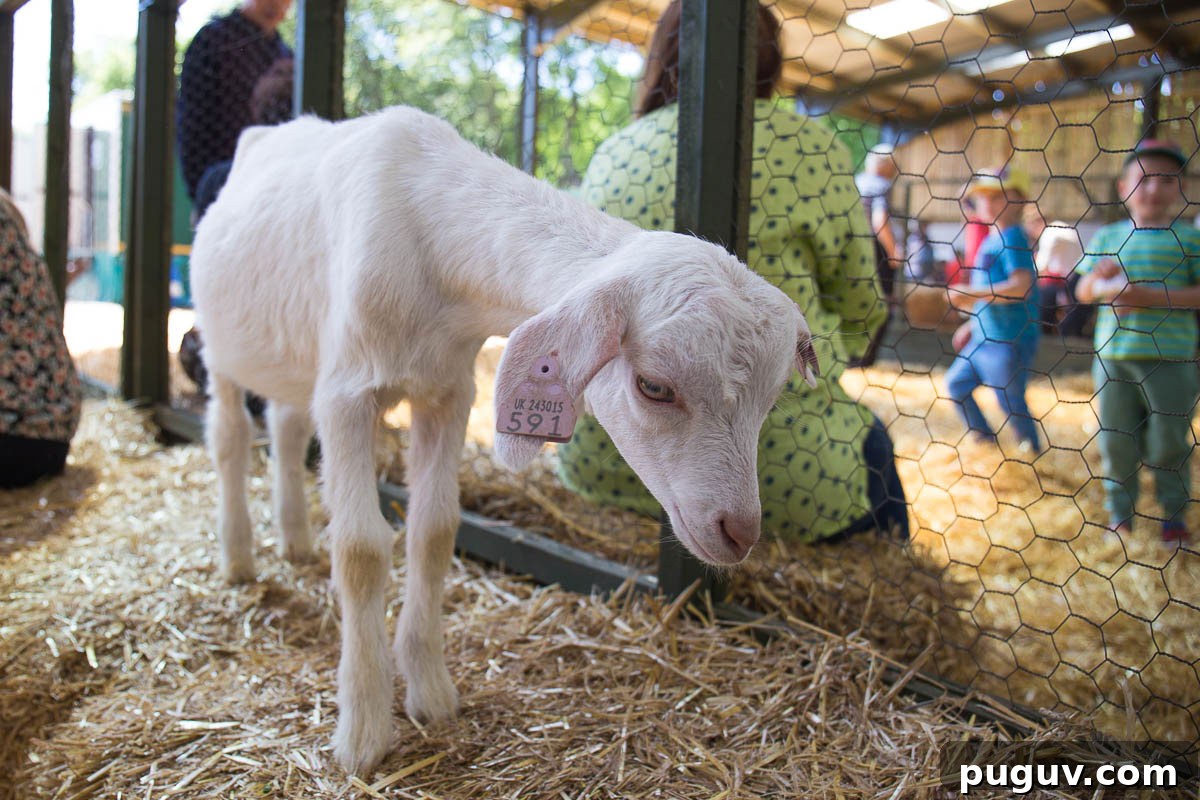 Open Farm Sunday 2017 at JC Farm, Little Kingshill: Family Day Out 5 Open Farm Sunday my best friend goat