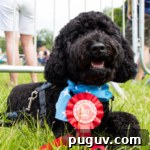 Open Farm Sunday Best Male Dog Bernard with Rosette