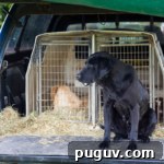 Open Farm Sunday gun dogs