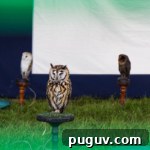 Open Farm Sunday owls