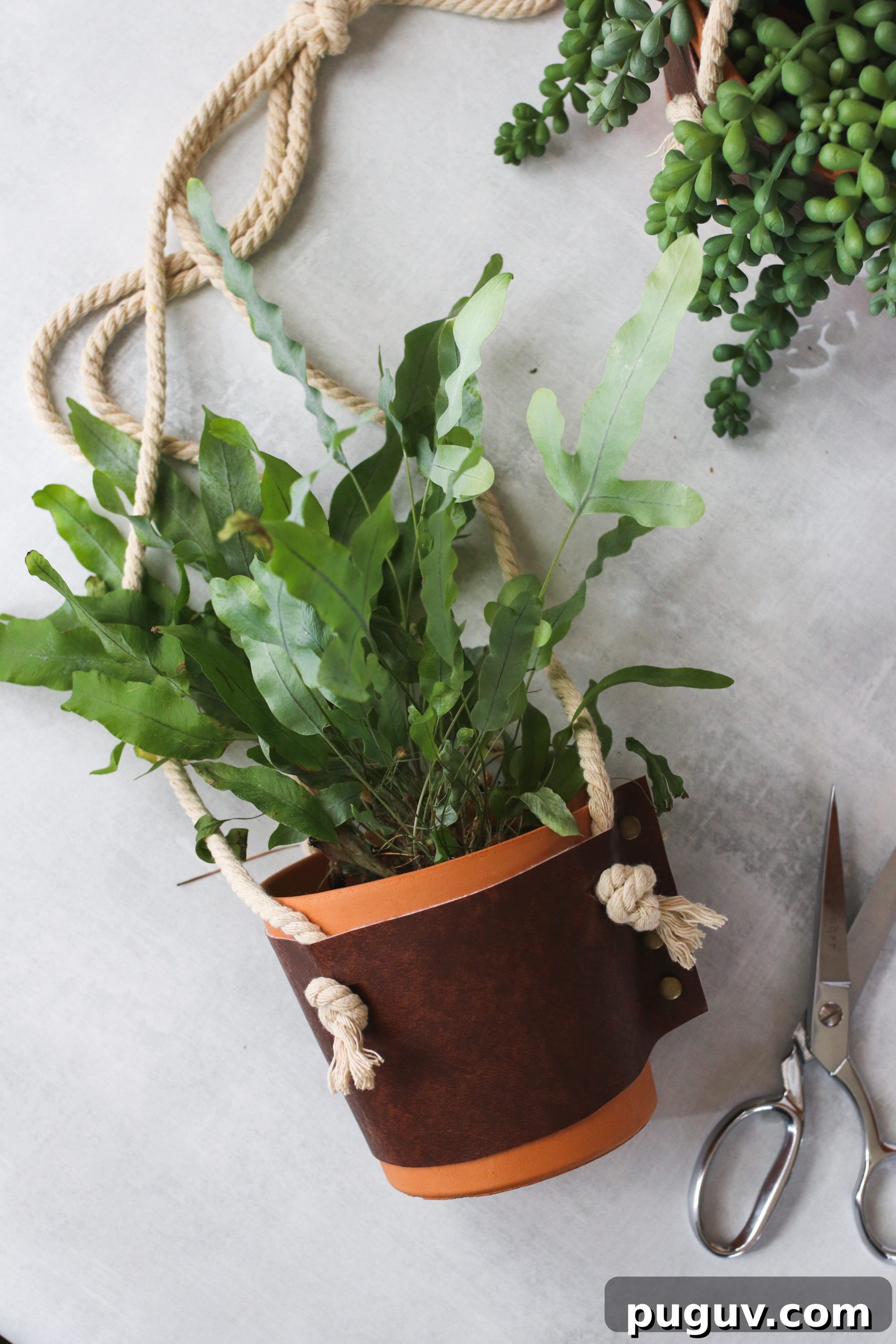 6 Effective Ways to Eliminate Pests from Houseplants 2 6 Foolproof Ways to Kill Houseplant Bugs
