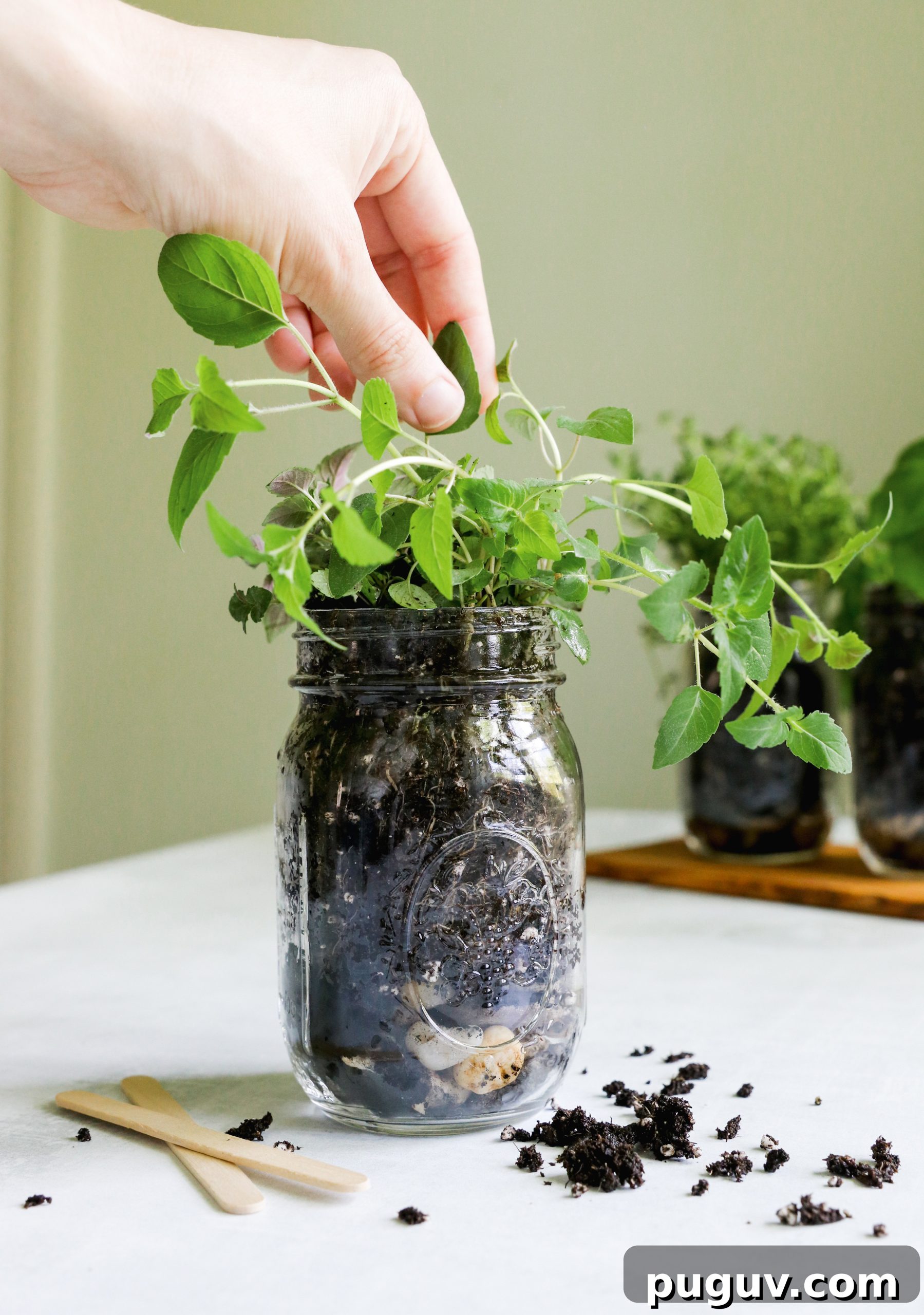 6 Effective Ways to Eliminate Pests from Houseplants 3 6 Foolproof Ways to Kill Houseplant Bugs: Fresh Herbs