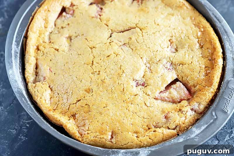 Red Fruit Custard Cake: Elegant Summer Dessert with Fresh Berries 9 Horizontal image of a baked dessert studded with red berries in a pan.
