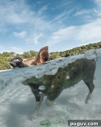 Swimming with Pigs in the Bahamas: My Trip Begins 3 img 260770 2