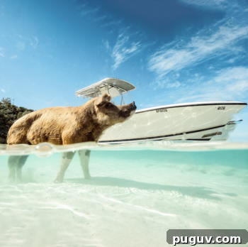 Swimming with Pigs in the Bahamas: My Trip Begins 4 img 260770 3
