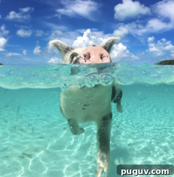 Swimming with Pigs in the Bahamas: My Trip Begins 5 img 260770 4