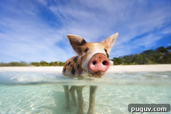 Swimming with Pigs in the Bahamas: My Trip Begins 6 img 260770 5