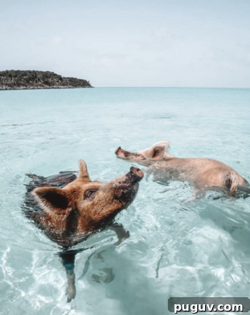 Swimming with Pigs in the Bahamas: My Trip Begins 7 img 260770 6