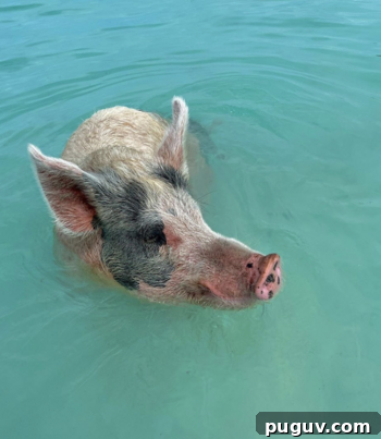 Swimming with Pigs in the Bahamas: My Trip Begins 8 img 260770 7