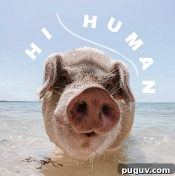 Swimming with Pigs in the Bahamas: My Trip Begins 9 img 260770 8