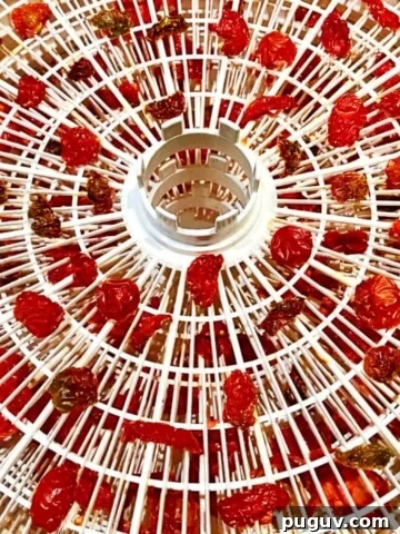 dried tomatoes on a dehydrator tray