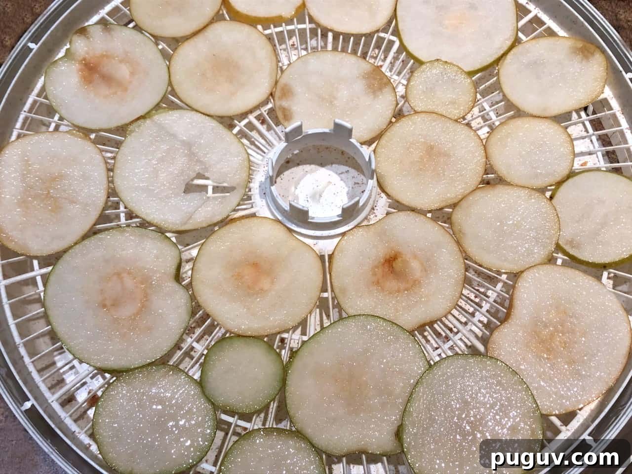sliced asian pears on a dehydrator tray.