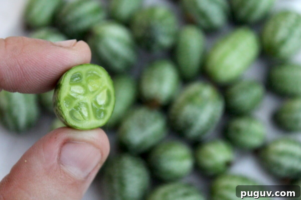 Grow Cucamelons (Mouse Melons): Planting, Care & Harvest Guide 3 What does a cucamelon look like on the inside? Mostly like a tiny cucumber