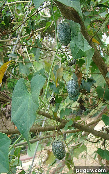 Grow Cucamelons (Mouse Melons): Planting, Care & Harvest Guide 4 Cucamelon Plant ~ These delicate vines produce tiny mouse melons, similar to cucumbers