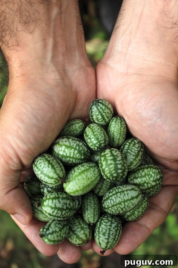 Grow Cucamelons (Mouse Melons): Planting, Care & Harvest Guide 5 Cucamelon fruits harvested and ready for use