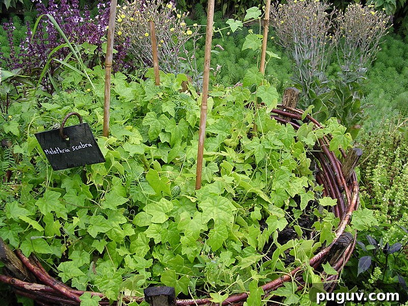Grow Cucamelons (Mouse Melons): Planting, Care & Harvest Guide 6 growing cucamelons in containers