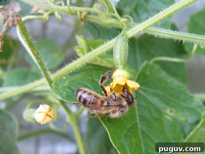 Grow Cucamelons (Mouse Melons): Planting, Care & Harvest Guide 7 Cuamelon Plant Pollination