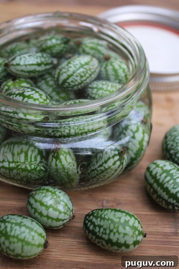 Grow Cucamelons (Mouse Melons): Planting, Care & Harvest Guide 9 Homemade cucamelon pickles