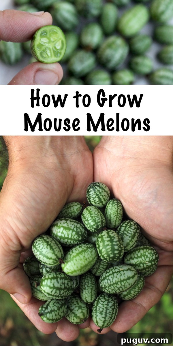 Grow Cucamelons (Mouse Melons): Planting, Care & Harvest Guide 10 How to Grow Mouse Melons ~ Also known as cucamelons, mexican sour gerkins or sandiitas. This tiny cucumber relative is neither a cucumber, nor a melon. They taste like a crisp cucumber that's been kissed by a lime. Cucamelons are perennial in zones 7-10, or annual everywhere else. #cucamelon #mousemelon #ediblegarden #gardening #homesteading #vegetablegarden
