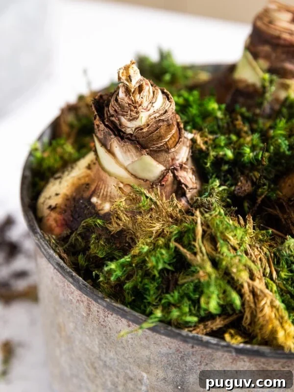 Amaryllis bulb planted in dirt with moss all around all sitting in metal container on white countertop
